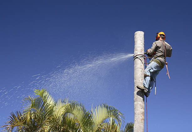 Best Tree Maintenance Programs  in Pen Mar, PA