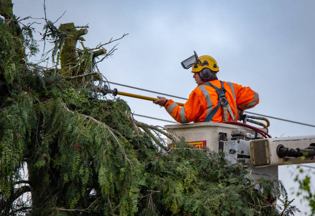 Best Emergency Tree Removal  in Pen Mar, PA