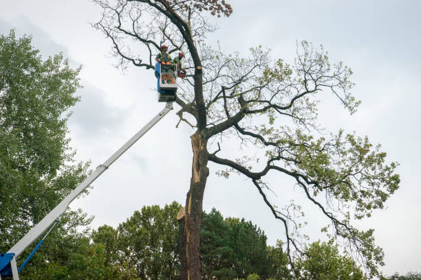 Reliable Pen Mar, PA Tree Services Solutions